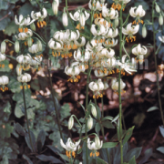 Lilium martagon var album seeds - ( Turks Cap lily)