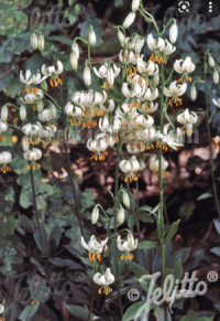 Lilium martagon var album seeds - ( Turks Cap lily)