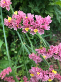 Limonium sinuatum 'QIS Apricot' seeds - ( Annual statice, Wavy leaf Sea Lavender)