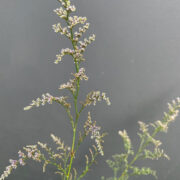 Limonium bellidifolium  'Dazzling Blue ' seeds -(Statice, Limonium Caspium, Spangle)