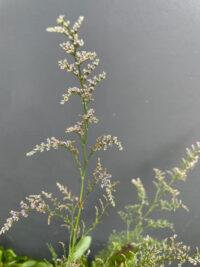 Limonium bellidifolium  'Dazzling Blue ' seeds -(Statice, Limonium Caspium, Spangle)