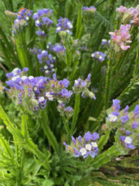 Limonium sinuatum 'QIS Pale Blue ' seeds