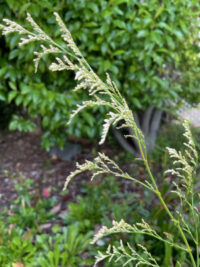 Limonium bellidifolium 'Caspia Sea Mist'  seeds - ( Statice, Sea lavender)
