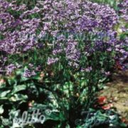 Limonium gmelinii ssp hungaricum seeds - (Perennial Statice)