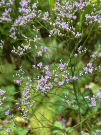 Limonium latifolium seeds - (Sea Lavender) - Image 3