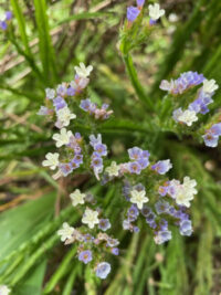 Limonium sinuatum 'QIS Pale Blue ' seeds - Image 2