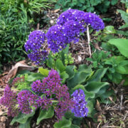 Limonium perezii  'Deep Blue Select' seeds - (Sea Lavender, Statice)