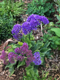 Limonium perezii  'Deep Blue Select' seeds - (Sea Lavender, Statice)