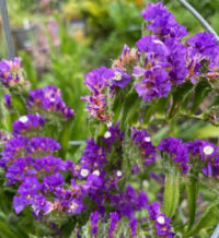 Limonium sinuatum 'Purple Attraction' seeds - ( Annual Statice)