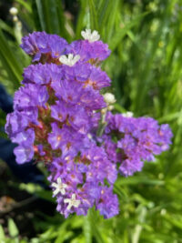 Limonium sinuatum 'QIS Dark Blue' seeds - (Annual Statice)