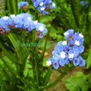 Limonium sinuatum 'Sunburst Pale Blue' seeds - (Annual Statice)