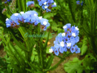 Limonium sinuatum 'Sunburst Pale Blue' seeds - (Annual Statice)
