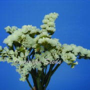 Limonium sinuatum 'Sunburst White' seeds - ( Annual statice)