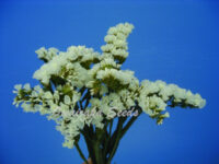 Limonium sinuatum 'Sunburst White' seeds - ( Annual statice)
