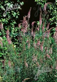 Linaria purpurea 'Canon Went' seeds -(Toadflax)