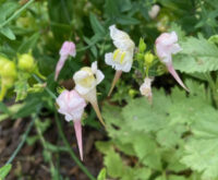 Linaria triornithophora 'Pink Budgies' seeds- ( Three Birds Flying)