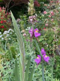 Linaria triornithophora seeds - ( Three birds Flying) - Image 3