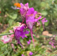 Linaria triornithophora seeds - ( Three birds Flying) - Image 2