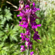 Linaria triornithophora seeds - ( Three birds Flying)