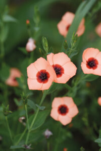 Linum grandiflorum 'Salmon Bright Eyes' seeds