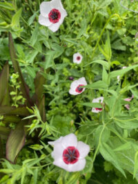 Linum grandiflorum 'Bright Eyes' seeds