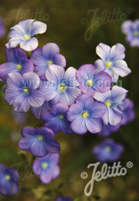 Linum narbonense seeds - (Flax, Heavenly Blue)