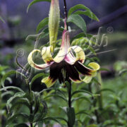 Lilium nepalese seeds