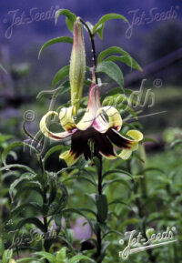 Lilium nepalese seeds