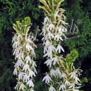 Lobelia cardinalis f. albiflora 'White Cardinal' - ( White Cardinal Flower)