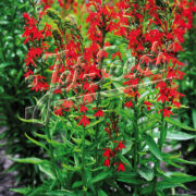 Lobelia cardinalis seeds - (Cardinal flower)