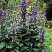 Lobelia siphilitica seeds- (Great Blue Lobelia)