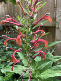 Lobelia tupa seeds