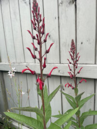 Lobelia tupa seeds - Image 2