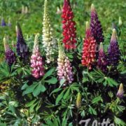 Lupinus perennis-hybr. 'Lulu Mix' seeds- ( Lupin)