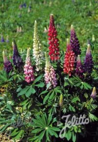 Lupinus perennis-hybr. 'Lulu Mix' seeds- ( Lupin)