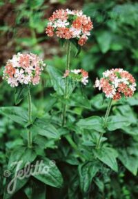 Lychnis chalcedonica 'Carnea' seeds - ( Pink Maltese Cross)