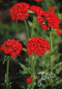 Lychnis chalcedonica seeds -( Maltese Cross)