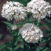 Lychnis chalcedonica var. alba seeds - ( White Maltese Cross)