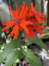 Lychnis x arkwrightii 'Vesuvius' Plants