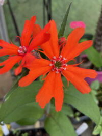 Lychnis x arkwrightii 'Vesuvius' seeds - (Arkwright's Catchfly)