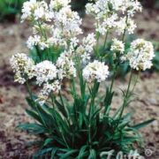 Lychnis viscaria alba 'Snowbird' plants -(Schnee, Snowstar, Sticky catchfly)