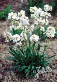 Lychnis viscaria alba 'Snowbird' plants -(Schnee, Snowstar, Sticky catchfly)