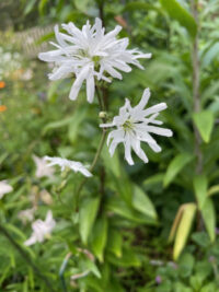 Lychnis flos-cuculii 'White Robin' plants -(Ragged Robin, Cuckoo plant)