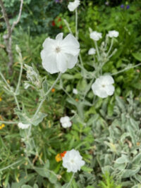 Lychnis coronaria 'Alba' seeds - ( Rose Campion)