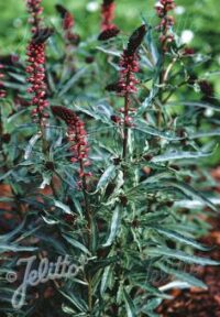 Lysimachia atropurpurea ‘Beaujolais’ seeds -(Crimson Loosestrife)