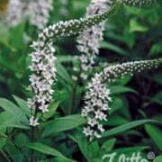 Lysimachia clethroides seeds - ( Gooseneck loosestrife)