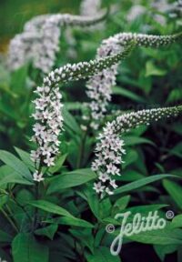 Lysimachia clethroides seeds - ( Gooseneck loosestrife)