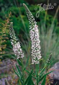 Lysimachia ephemerum plants