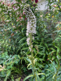 Lysimachia ephemerum seeds - (Milky Loosestrife)