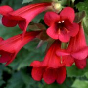 Maurandya erubescens 'Magic dragon' seeds - (Twining Snapdragon, Creeping Gloxinia)